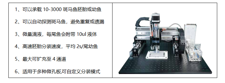 温州斑马鱼